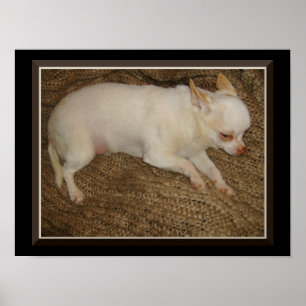 Chihuahua houdt één oog open Poster