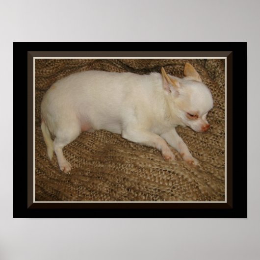 Chihuahua houdt één oog open Poster (Voorkant)