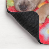 Chihuahua Hugs Muismat (Hoek)