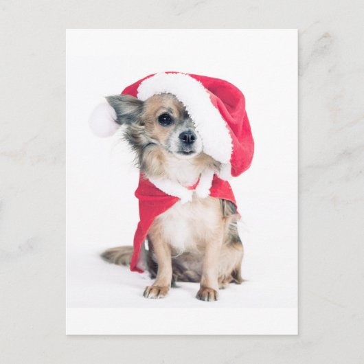 Chihuahua im Weihnachtskostüm Briefkaart (Voorkant)