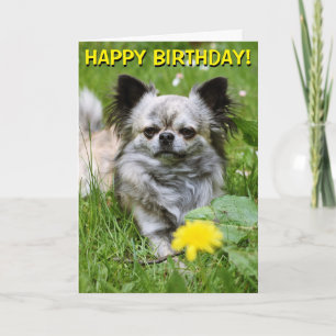 Chihuahua in bloemen verjaardagskaart kaart