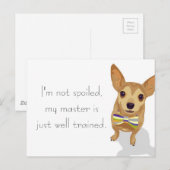 Chihuahua in een kom op een witte achtergrond briefkaart (Voorkant / Achterkant)