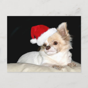Chihuahua in een Santa Hat Feestdagenkaart