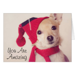 Chihuahua in het Pet van de winter