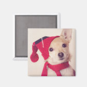 Chihuahua in het Pet van de winter Magneet (Voorkant / Achterkant)