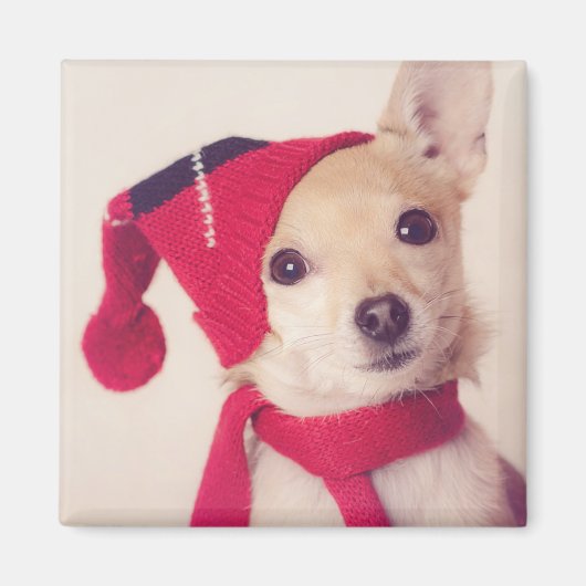 Chihuahua in het Pet van de winter Magneet (Voorkant)