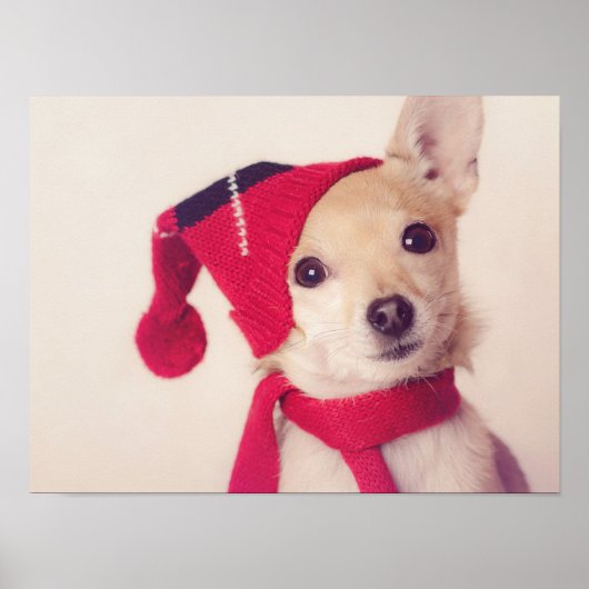 Chihuahua in het Pet van de winter Poster (Voorkant)