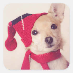 Chihuahua in het Pet van de winter Vierkante Sticker