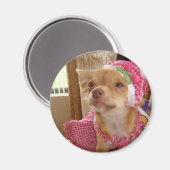 Chihuahua in roze magneet (Voorkant / Achterkant)