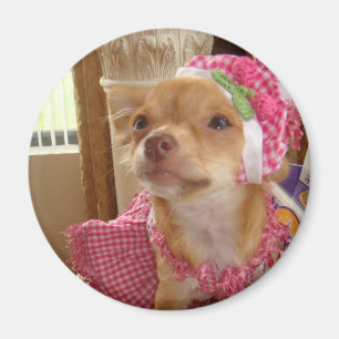chihuahua in roze magneet