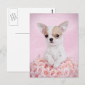 Chihuahua in roze met rozen briefkaart (Voorkant / Achterkant)