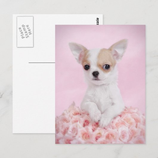 Chihuahua in roze met rozen briefkaart (Voorkant / Achterkant)