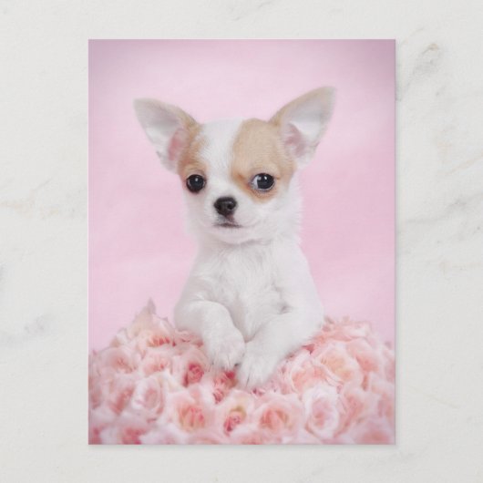 Chihuahua in roze met rozen briefkaart (Voorkant)