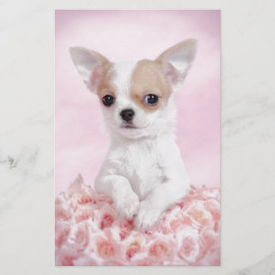 Chihuahua in roze met rozen briefpapier