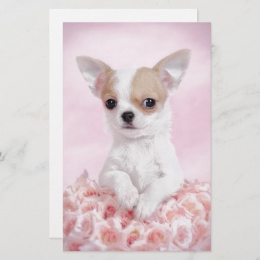 Chihuahua in roze met rozen briefpapier (Voorkant / Achterkant)
