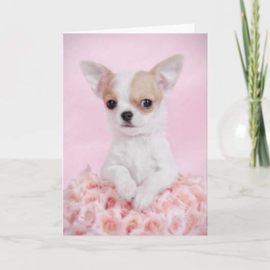 Chihuahua in roze met rozen kaart (Voorkant)