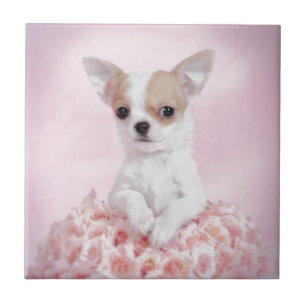 Chihuahua in roze met rozen tegeltje