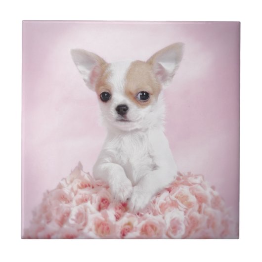 Chihuahua in roze met rozen tegeltje (Voorkant)