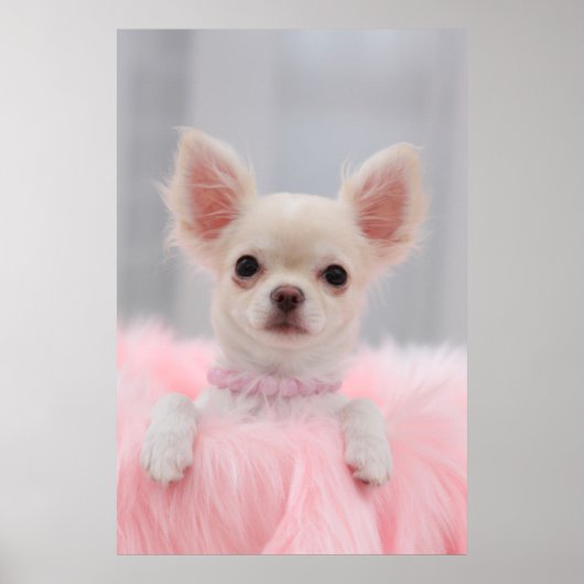 Chihuahua in roze poster (Voorkant)