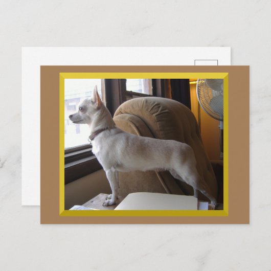 Chihuahua In The Office Postcard Briefkaart (Voorkant / Achterkant)