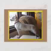 Chihuahua In The Office Postcard Briefkaart (Voorkant)