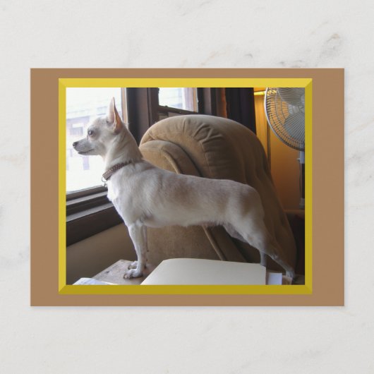 Chihuahua In The Office Postcard Briefkaart (Voorkant)