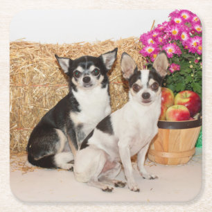Chihuahua is in de herfst kartonnen onderzetters