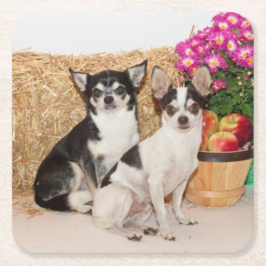 Chihuahua is in de herfst kartonnen onderzetters (Voorkant)