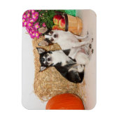 Chihuahua is in de herfst magneet (Verticaal)