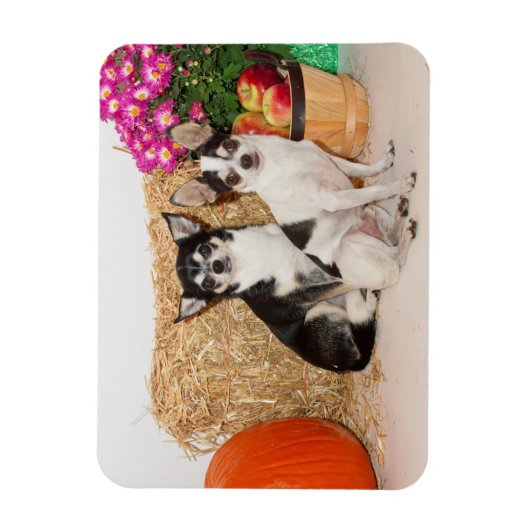 Chihuahua is in de herfst magneet (Verticaal)