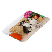 Chihuahua is in de herfst magneet (Linkerzijde)