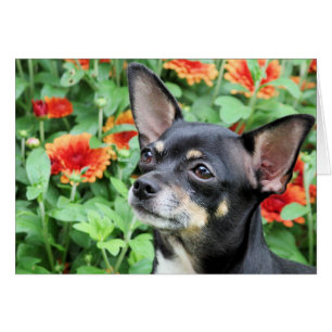 Chihuahua - Isabella - Foto 41