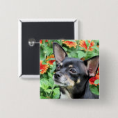 Chihuahua - Isabella - Foto 41 Vierkante Button 5,1 Cm (Voorkant /achterkant)