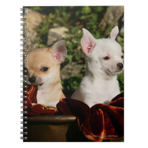 Chihuahua Jonge Honden Notitieboek