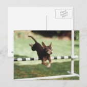 Chihuahua Jumping Hurdle Briefkaart (Voorkant / Achterkant)