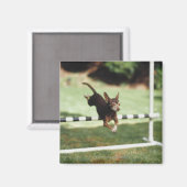 Chihuahua Jumping Hurdle Magneet (Voorkant / Achterkant)