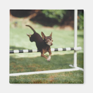 Chihuahua Jumping Hurdle Magneet