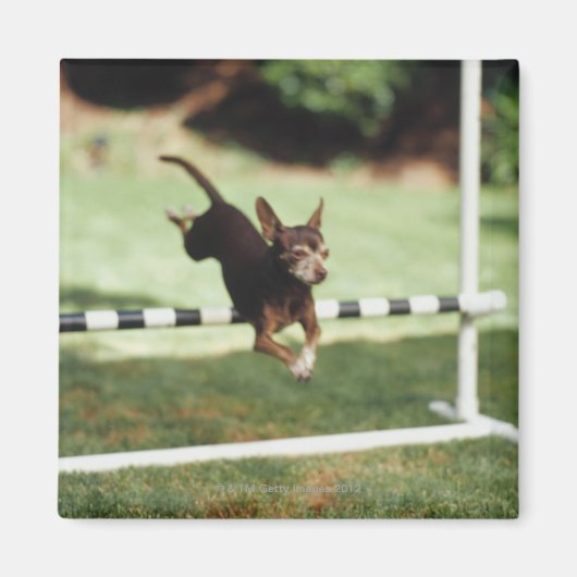 Chihuahua Jumping Hurdle Magneet (Voorkant)