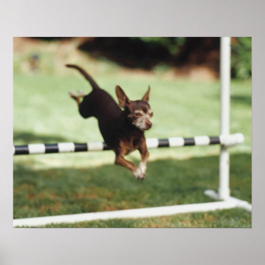 Chihuahua Jumping Hurdle Poster (Voorkant)