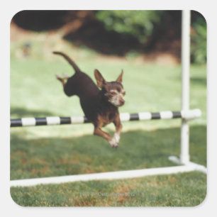 Chihuahua Jumping Hurdle Vierkante Sticker