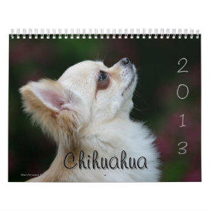 Chihuahua Kalender