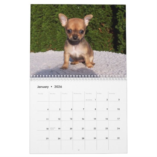 Chihuahua Kalender 2017 Foto Huis Is Geen Thuis (Jan 2026)