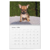 Chihuahua Kalender 2026 Blijf kalm en houd van lie (Jan 2026)