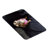 Chihuahua Kijkend naar U No 2 Flexibele Magneet (Rechterzijde)