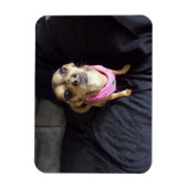 Chihuahua Kijkend naar U No 2 Flexibele Magneet (Verticaal)