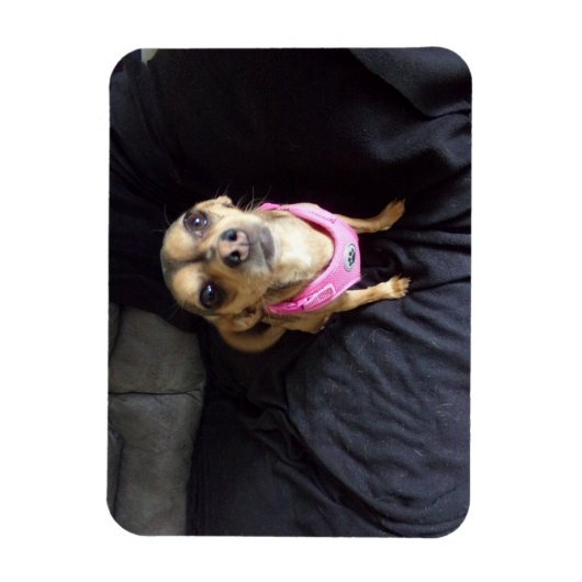 Chihuahua Kijkend naar U No 2 Flexibele Magneet (Verticaal)