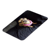 Chihuahua Kijkend naar U No 2 Flexibele Magneet (Linkerzijde)