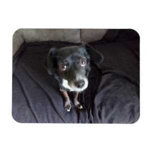 Chihuahua kijkt naar je flexibele magneet