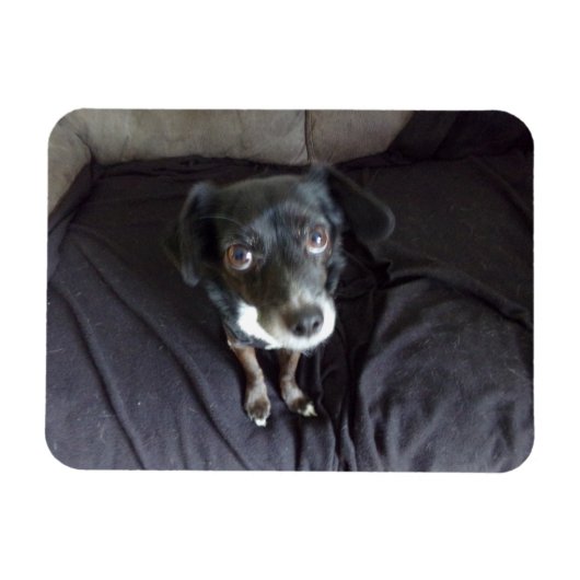 Chihuahua kijkt naar je flexibele magneet (Horizontaal)