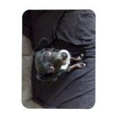 Chihuahua kijkt naar je flexibele magneet (Verticaal)